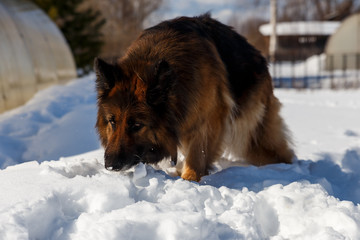 German shepherd dog walks through the snowdrifts and sniffs the snow.