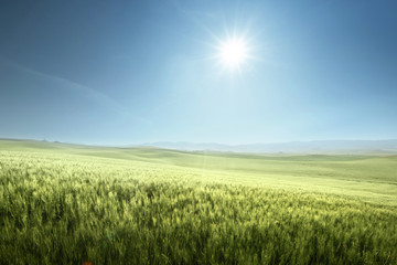 Plakat Green field of wheat in Tuscany, Italy