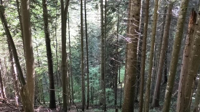 suoni nella foresta delle prealpi di Ledro