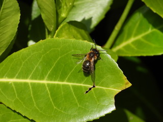 Macro or close-up of a bee sitting on a green leaf.