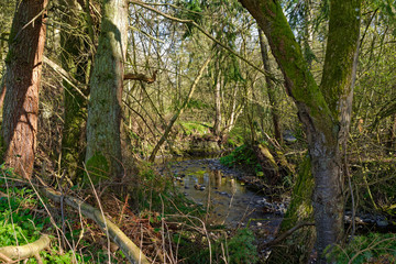 A small river hidden amongst the undergrowth of a small wooded Glen or Valley in the Spring sunshine of an April day.