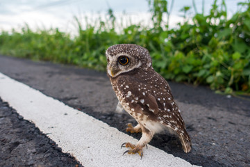 Eagle Owl/An eagle owl on blurred background.