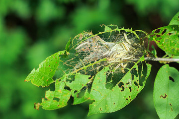 insect pests of cherries. lots of caterpillars eating tree leaves