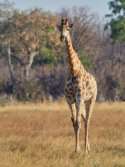 Naklejka na ściany i meble wildlife photo of an reticulated giraffe - Giraffa camelopardalis reticulata