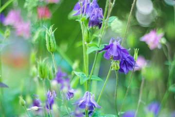 Violet columbine aquilegia blossom on green blurred background