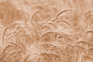 Barley field with ripe and gold barley crops, Sunny day.
