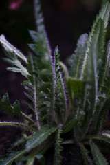 green leaves on dark background