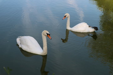 A couple of white swans on the blue surface of the lake