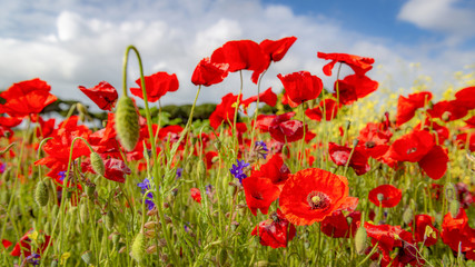 A la campagne par une belle journ&eacute;e d'&eacute;t&eacute;