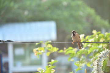 House sparrow perched on wire isolated with morning sunshine.