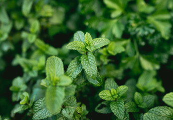 Mint in Homemade Herb Garden Bed