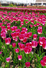 佐倉チューリップフェスタ