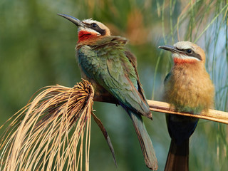 wildlife photo of White-fronted Bee-eater - Merops bullockoides - sitting on papyrus