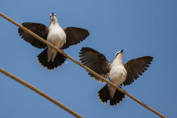 Masked Water-Tyrant (Fluvicola nengeta) - display
