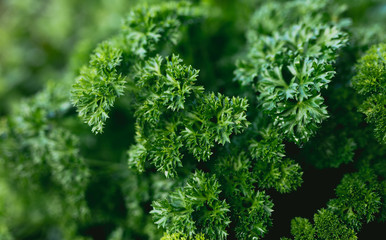 Herb Garden with Parsley in natural back yard garden box