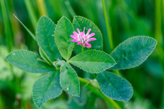 Trifolium resupinatum. Hojas y flor del tr&eacute;bol persa o de los prados.