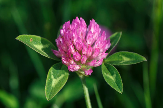 Trifolium pratense. Inflorescencia y hojas del tr&eacute;bol violeta.