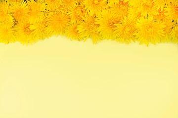 Yellow dandelions lie in a row with the top on a yellow background. Frame. Spring or summer mood. Place for text