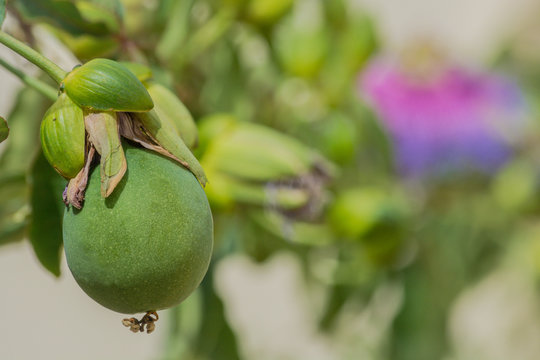Crato Passion Fruit (Passiflora cincinnata) - Intermediate stage