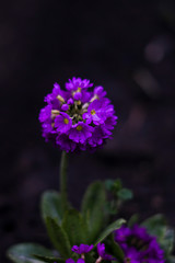 Fototapeta premium purple flower on dark background