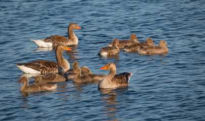 wild goose or anser anser with baby birds