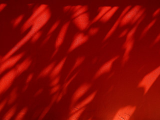 shadow of leaves on red wall