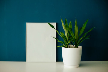 houseplant in a white pot and empty frame on the table on a blue background