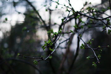 Obraz na płótnie Canvas green leaves on the branch in the spring