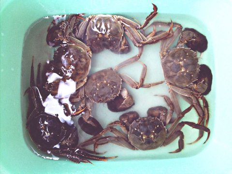 Close-up Overhead View Of Crabs In Water