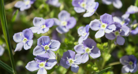 Veronica chamaedrys wildflowers natural background. Beautiful blue purple flowers of Veronica chamaedrys (germander speedwell, bird's-eye speedwell, cat's eyes). Closeup, selective focus.