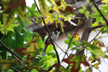 the little bulbul bird in the tree