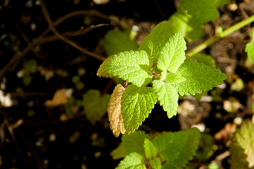 Planta de melisa, hoja de limón, limoncillo, toronjil (Melissa officinalis). Apreciada por su fuerte aroma a limón, se utiliza en infusión como tranquilizante natural.