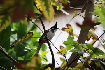 the little bulbul bird in the tree