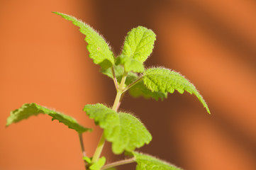 Planta de melisa, hoja de limón, limoncillo, toronjil (Melissa officinalis). Apreciada por su...