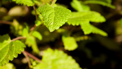 Planta de melisa, hoja de limón, limoncillo, toronjil (Melissa officinalis). Apreciada por su fuerte aroma a limón, se utiliza en infusión como tranquilizante natural.