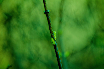 the kidneys, tree, screen, branch, april, spring