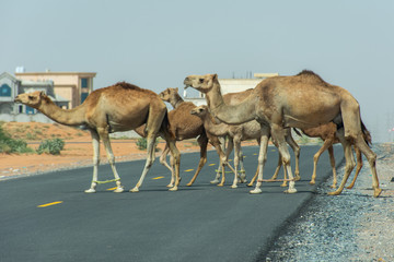 Desert dromedary camels crossing the road in the United Arab Emirates in the Middle East.