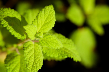 Planta de melisa, hoja de limón, limoncillo, toronjil (Melissa officinalis). Apreciada por su fuerte aroma a limón, se utiliza en infusión como tranquilizante natural.