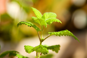 Planta de melisa, hoja de limón, limoncillo, toronjil (Melissa officinalis). Apreciada por su fuerte aroma a limón, se utiliza en infusión como tranquilizante natural.