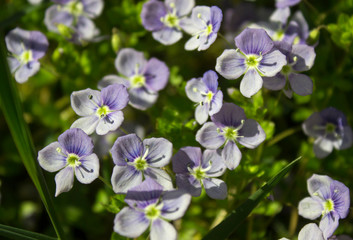 Veronica chamaedrys wildflowers natural background. Beautiful blue purple flowers of Veronica chamaedrys (germander speedwell, bird's-eye speedwell, cat's eyes). Closeup, selective focus.