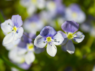 Veronica chamaedrys wildflowers natural background. Beautiful blue purple flowers of Veronica chamaedrys (germander speedwell, bird's-eye speedwell, cat's eyes). Closeup, selective focus.