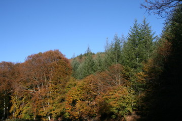 Fototapeta premium l'automne