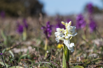 White Early Purple Orchid portrait