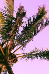Lage hoekmening van palmboom tegen heldere hemel