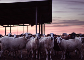 Flock of sheep in a farm at sunset. Flock of staring sheep
