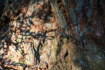 Part of the surface bark sequoia