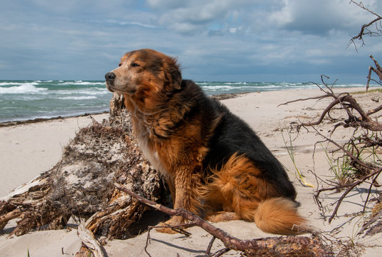 Hund am Weststrand Born a Dar&szlig; 