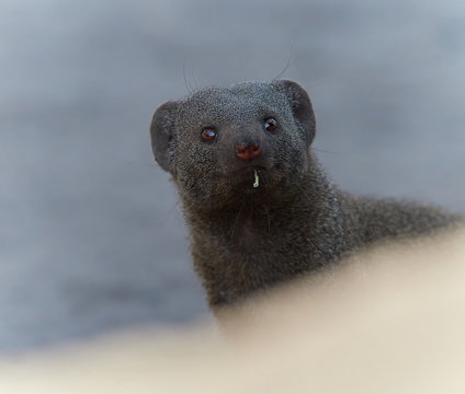 common dwarf mongoose - Helogale parvula