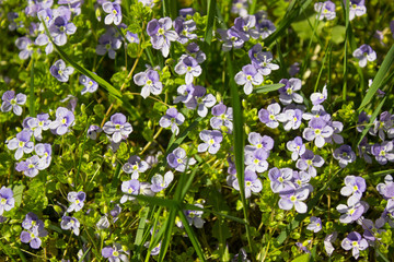 Veronica chamaedrys wildflowers natural background. Beautiful blue purple flowers of Veronica chamaedrys (germander speedwell, bird's-eye speedwell, cat's eyes). Closeup, selective focus.