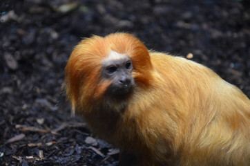 Golden lion tamarin (Leontopithecus rosalia)